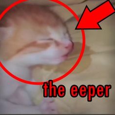 the eeper
